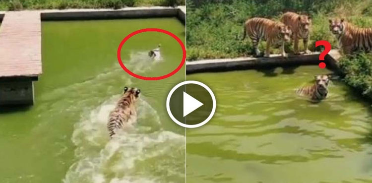 Duck Tigers viral video