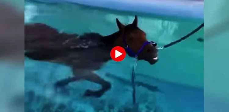 swimming horse