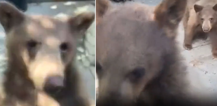 hungry bear, car door, viral video