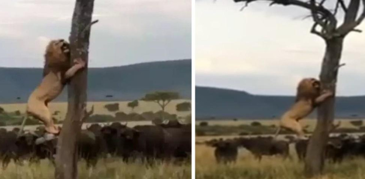 Big cat, climbs, Buffalo Herd, Escape