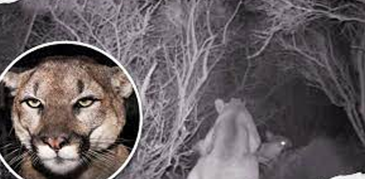mountain lion, under house, US family, Rescue