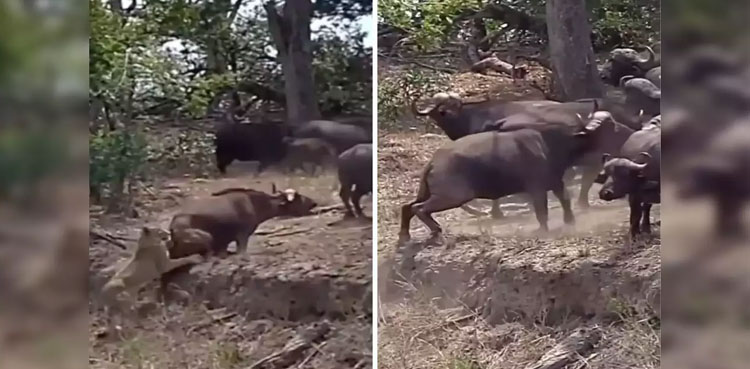 Lioness buffalo herd viral video