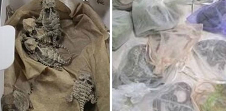 lizards snakes man clothes