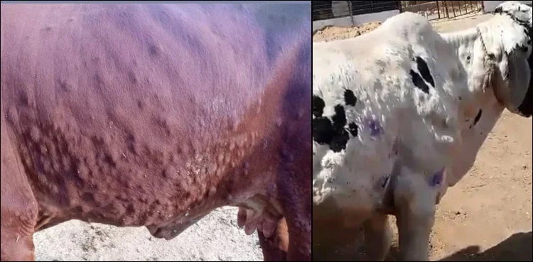 Lumpy Skin Disease, 15 cases, Lahore