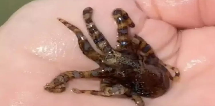octopus-palm-woman