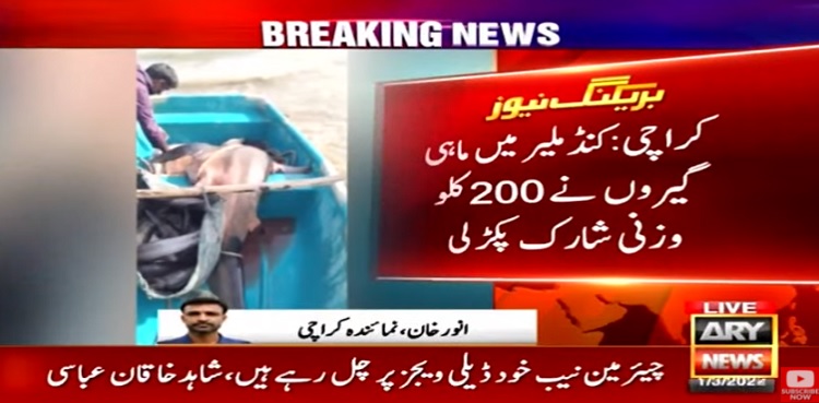 Karachi Fishermen Caught Shark