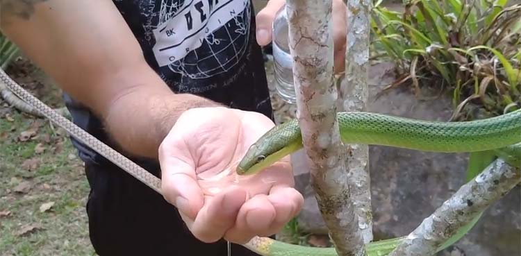 snake, water, viral video,