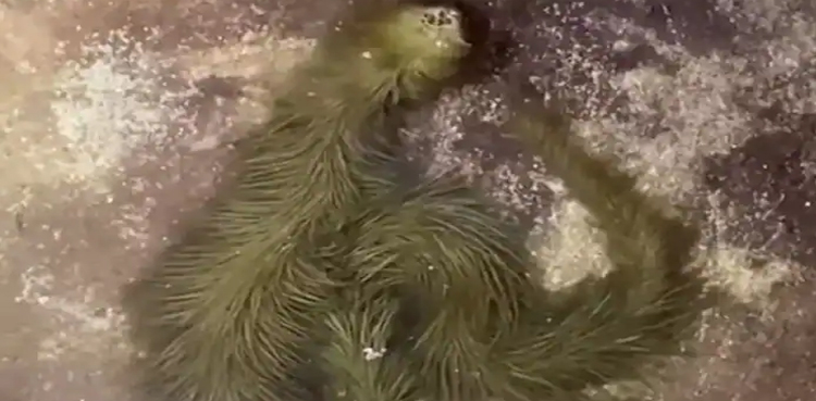 Furry snake viral video Thailand
