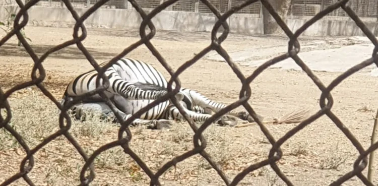 zebra dies karachi zoo