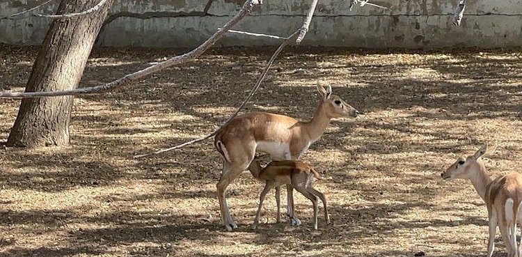 Karachi zoo, Deer, newborn fawns, baby deer