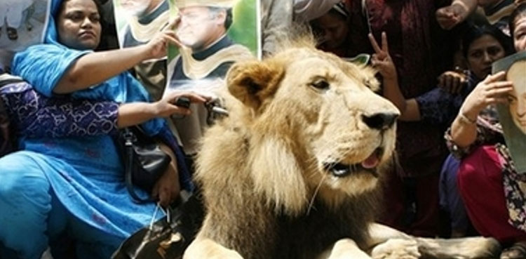 Animals at rallies