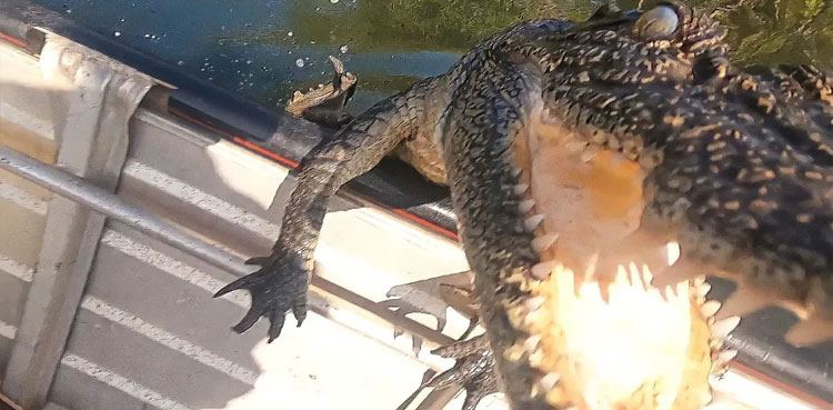 Crocodile