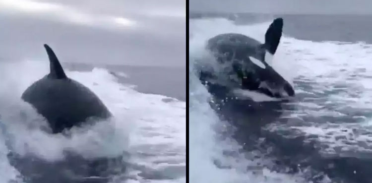 VIRAL: Killer whale catches up with a speedboat, astonishes netizens