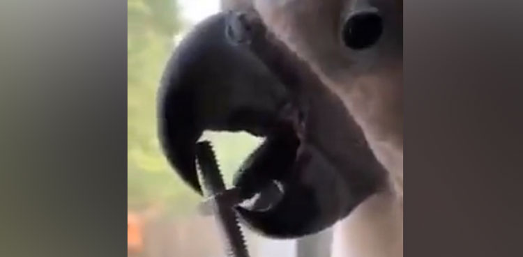 parrot video, parrot, video, viral video,