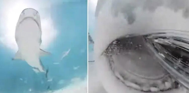 Shark swallows, filmmaker, shark's mouth, camera