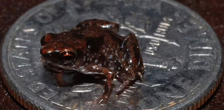 Tiny-frogs