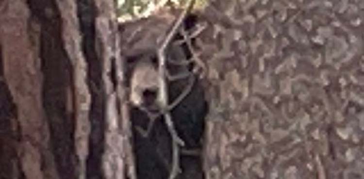 bear