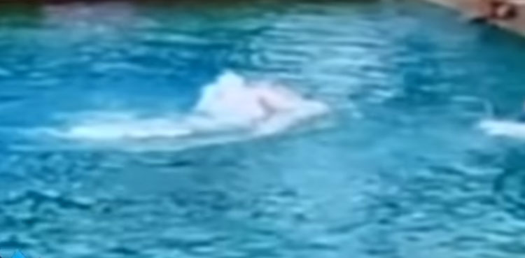 seaquarium show