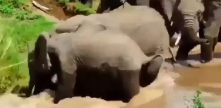 elephant, elephants save, elephants, viral video, video, strong water