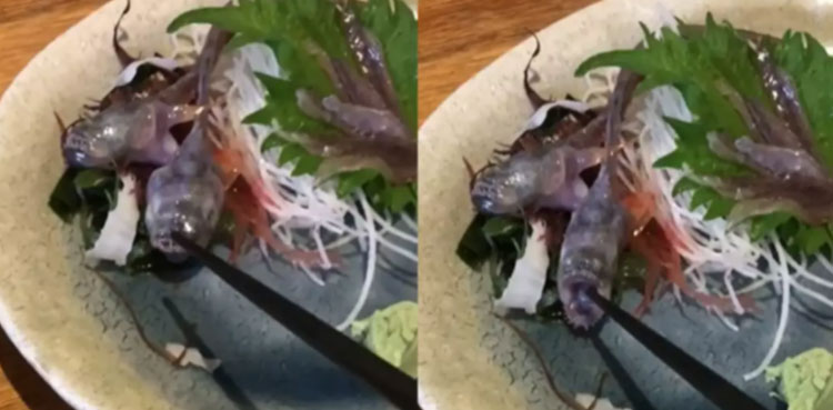 Fish plate opens mouth chopstick