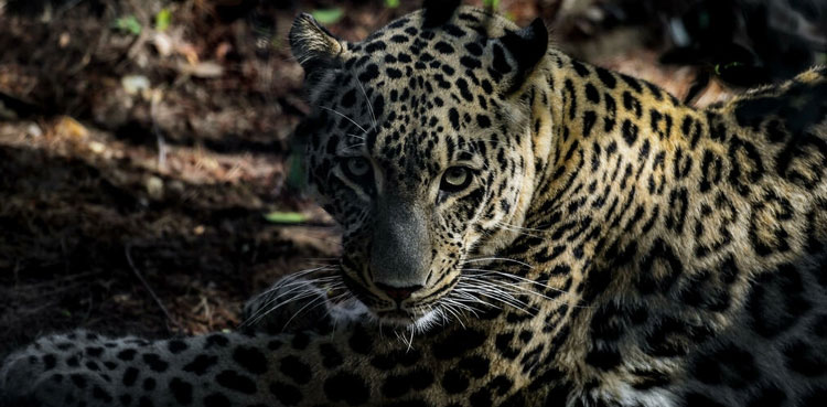 Leopard Murree village attack