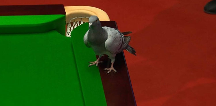 pigeon, pigeon bird, snooker match, snooker,