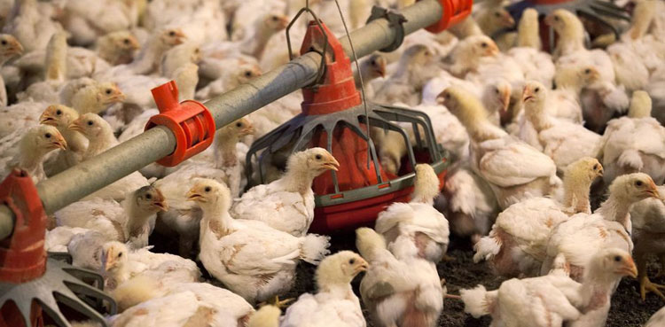 poultry corn export