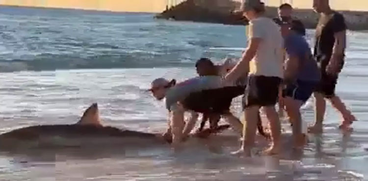 Shark beach rescue