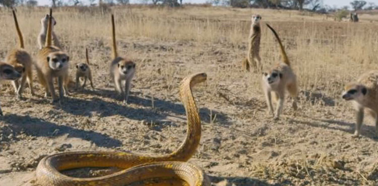 snake attack, snake, meerkats, meerkat, viral video