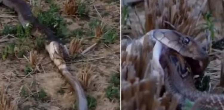 king cobra, snake,