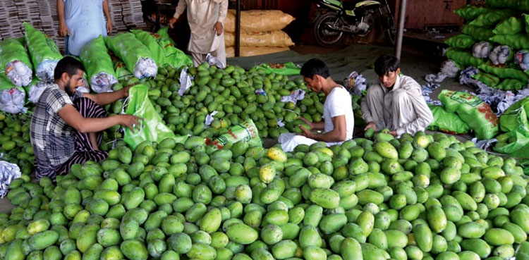 Water shortage Pakistan's mango production fall