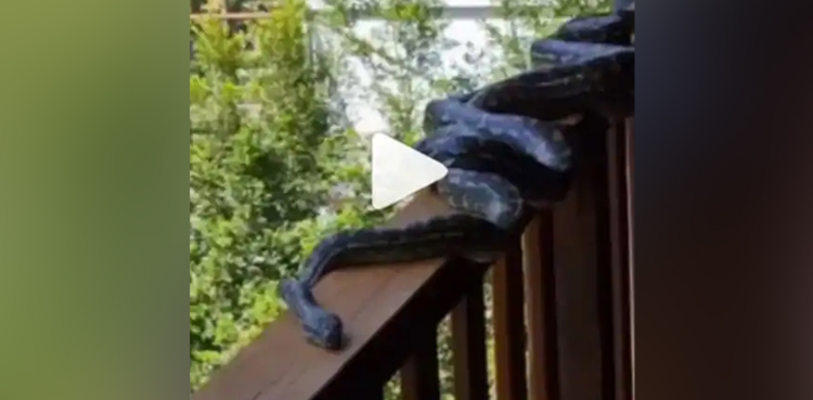 pythons, Australia, Six pythons, family's home