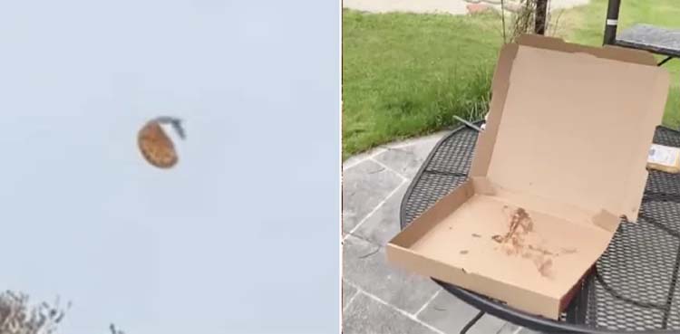 bird, pizza, woman,