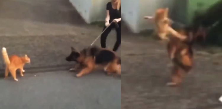 Cat, German Shepherd, flying kick, viral video