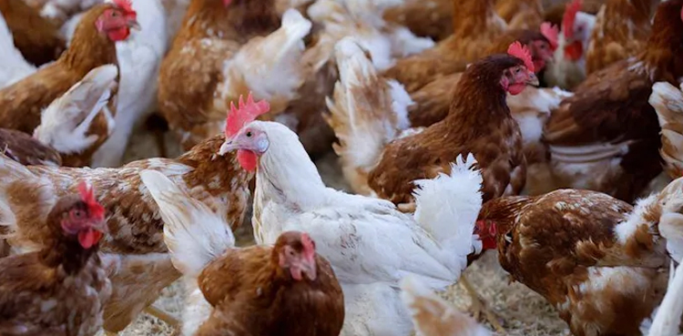 Bird flu outbreaks, Japan farms