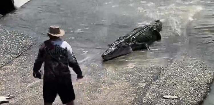 crocodile, fish, son,