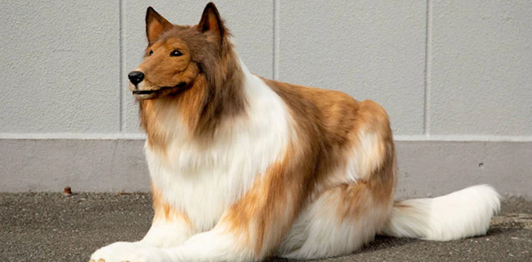 man, dog, pictures, viral, viral pictures