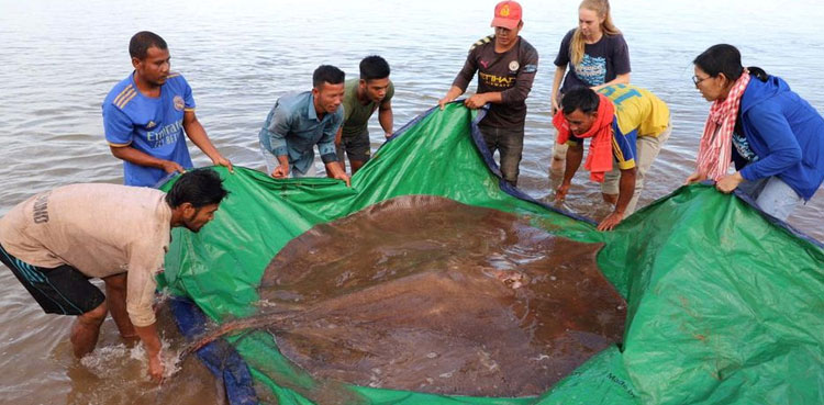 Giant stingray, catch, Mekong biodiversity, Spotlight