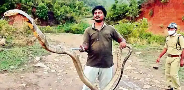 king cobra, Viral, Cobra, Man catches