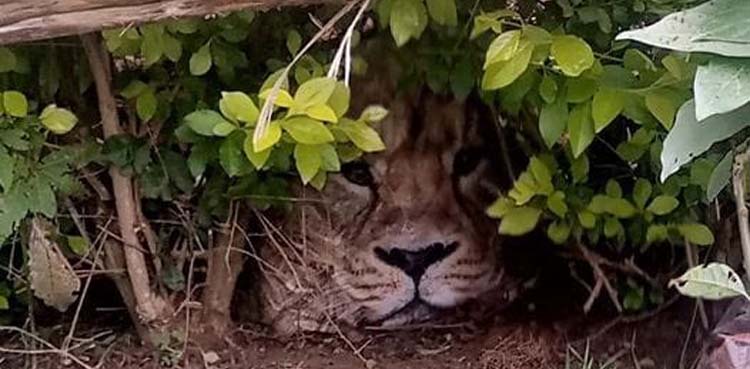 lion, wildlife, bag,