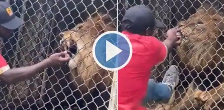 Lion bites, man's finger, zoo video, zoo
