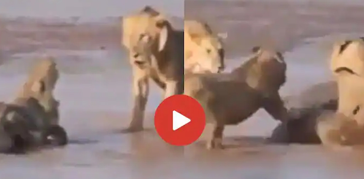 lions, lion attack, crocodile, viral video