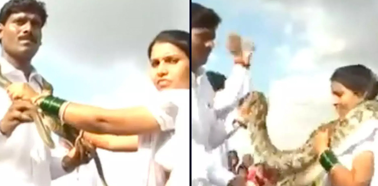 viral video, video, viral, snakes, wedding,