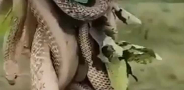 snake, cobra,