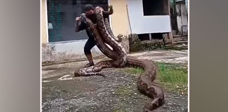 pythons, man, viral video, pythons video