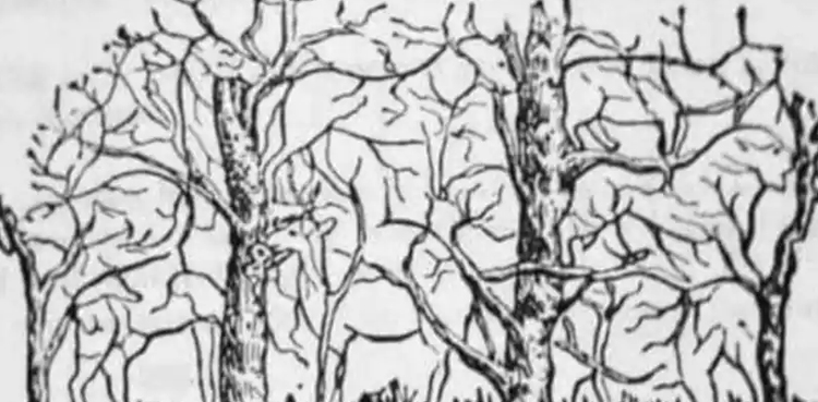 puzzle picture, eight animals, eight hidden animals