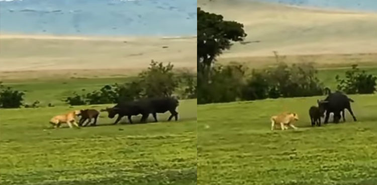 viral-video-buffalo-herd-lioness-calf