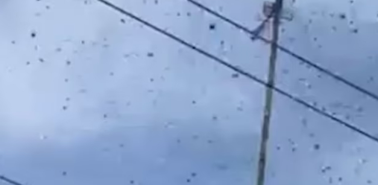 wasps, wasps invasion,