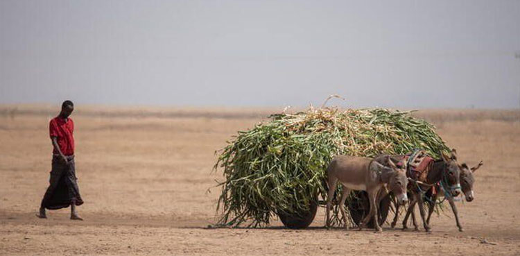 Africa-Drought Zimbabwe food shortage and drought