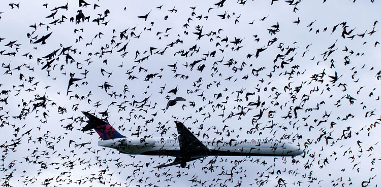 CAA-birds
